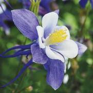 Aquilegia hybrid 'Earlybird Blue White' Aquilegia hybrid 'Earlybird Blue White'