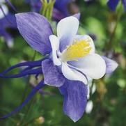 Aquilegia hybrid 'Earlybird Blue White'