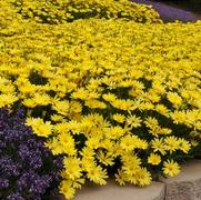 Osteospermum hybrid 'Voltage Yellow' Osteospermum hybrid 'Voltage Yellow'