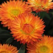 Bracteantha bracteatum 'Mohave Orange' Bracteantha bracteatum 'Mohave Orange'