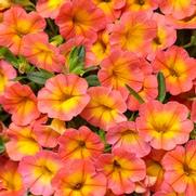 Calibrachoa hybrid 'Coral Sun' Calibrachoa hybrid 'Coral Sun'