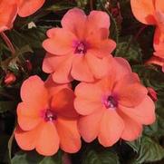 Impatiens hybrid 'Compact Coral Pink'