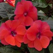 Impatiens hybrid 'Compact Deep Rose' Impatiens hybrid 'Compact Deep Rose'