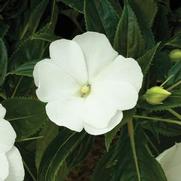 Impatiens hawkeri 'Sonic White'