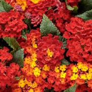 Lantana camara 'Royale Red Zone' Lantana camara 'Royale Red Zone'