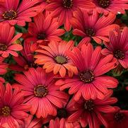Osteospermum hybrid 'Bright Lights Red' Osteospermum hybrid 'Bright Lights Red'