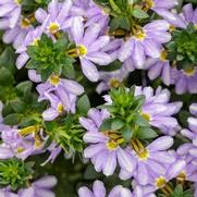 Scaevola hybrid 'Whirlwind Starlight' Scaevola hybrid 'Whirlwind Starlight'