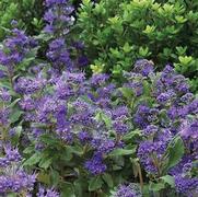 Caryopteris x. clandonensis 'Grand Bleu'