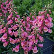 Digitalis purpurea 'Arctic Fox Rose' Digitalis purpurea 'Arctic Fox Rose'