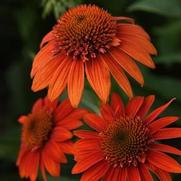 Echinacea purpurea 'Sombrero Fiesta Orange'