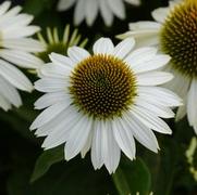 Echinacea purpurea 'Sombrero Blanco' Echinacea purpurea 'Sombrero Blanco'