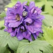 Delphinium elatum 'Magic Fountain Dark Blue/Dark Bee'