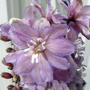 Delphinium elatum 'Magic Fountain Lilac Pink/White Bee'