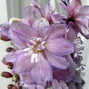 Delphinium elatum 'Magic Fountain Lilac Pink/White Bee'