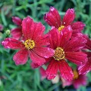 Coreopsis verticillata 'Cruizin' Main Street'