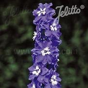 Delphinium elatum 'Magic Fountain Mid Blue/White Bee'