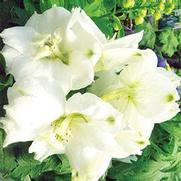 Delphinium elatum 'Magic Fountain Pure White'