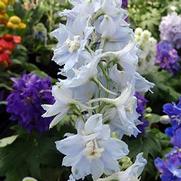 Delphinium elatum 'Magic Fountain Sky Blue/White Bee'