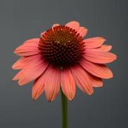 Echinacea purpurea 'Sombrero Poco Hot Coral' Echinacea purpurea 'Sombrero Poco Hot Coral'