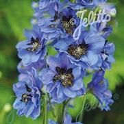 Delphinium Elatum 'Pacific Giant Blue Jay'