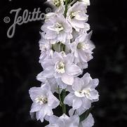 Delphinium Elatum 'Pacific Giant Galahad'