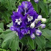 Delphinium Elatum 'Pacific Giant King Arthur'