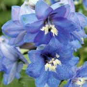 Delphinium Elatum 'Pacific Giant Blue Bird'