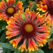 Gaillardia grandiflora 'Spin Top Copper Sun'