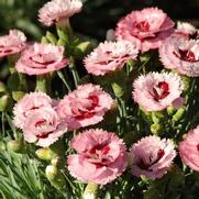 Dianthus hybrid 'Scent First Raspberry Surprise'