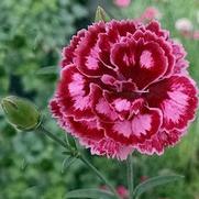 Dianthus hybrid 'Scent From Heaven Angel of Harmony'