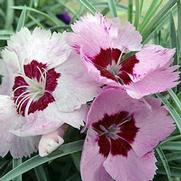 Dianthus hybrid 'Scent From Heaven Angel of Peace'