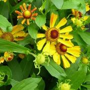 Helenium autumnale 'Salud Golden' Helenium autumnale 'Salud Golden'