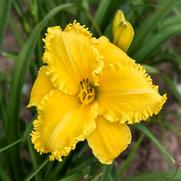 Hemerocallis hybrid 'Erin Lea' Hemerocallis hybrid 'Erin Lea'