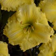 Hemerocallis hybrid 'Omomuki' Hemerocallis hybrid 'Omomuki'
