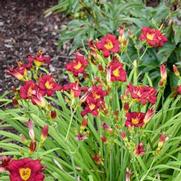 Hemerocallis hybrid 'Pardon Me'