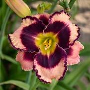 Hemerocallis hybrid 'Rock Solid' Hemerocallis hybrid 'Rock Solid'