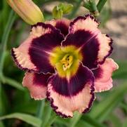 Hemerocallis hybrid 'Rock Solid'