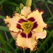 Hemerocallis hybrid 'Rainbow Rhythm King of Ages'