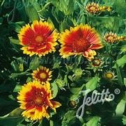 Gaillardia grandiflora 'Goblin' Gaillardia grandiflora 'Goblin'