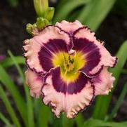 Hemerocallis hybrid 'Rainbow Rhythm Sound of My Heart'