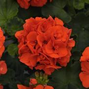 Geranium Zonal 'Dynamo Orange'