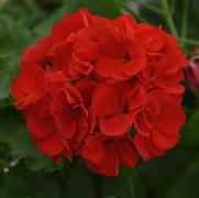Geranium Zonal 'Galaxy Red' Geranium Zonal 'Galaxy Red'