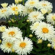 Leucanthemum superbum 'Coconut'