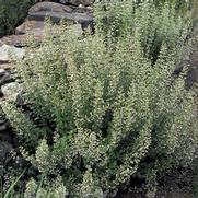 Calamintha nepeta var. 'Nepeta' Calamintha nepeta var. 'Nepeta'