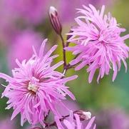 Lychnis Pettie Jenny Lychnis Pettie Jenny