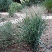 Panicum virgatum 'Prairie Sky' Panicum virgatum 'Prairie Sky'