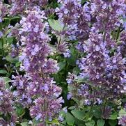 Nepeta faassenii 'Whispurr Blue' Nepeta faassenii 'Whispurr Blue'