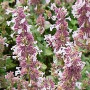 Nepeta faassenii 'Whispurr Pink' Nepeta faassenii 'Whispurr Pink'