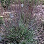 Schizachyrium scoparium 'Smoke Signal' Schizachyrium scoparium 'Smoke Signal'