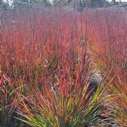 Schizachyrium scoparium 'Standing Ovation'